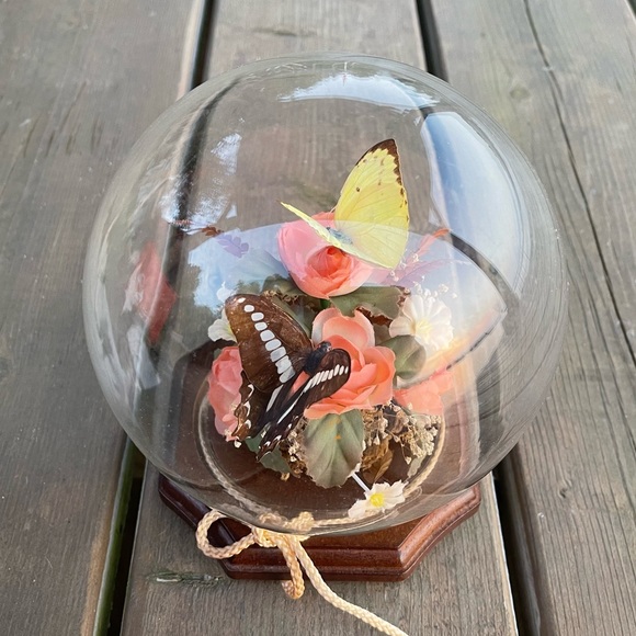 Vintage Real Butterfly Taxidermy Solid Glass Dome Globe Wood Base - Picture 2 of 12
